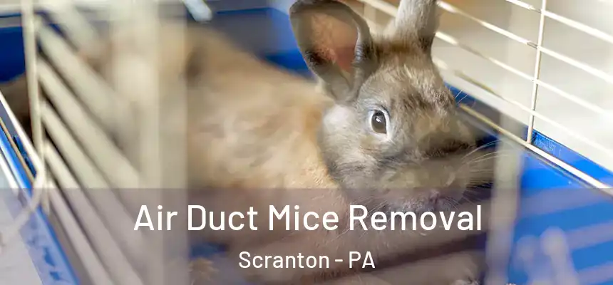  Air Duct Mice Removal Scranton - PA